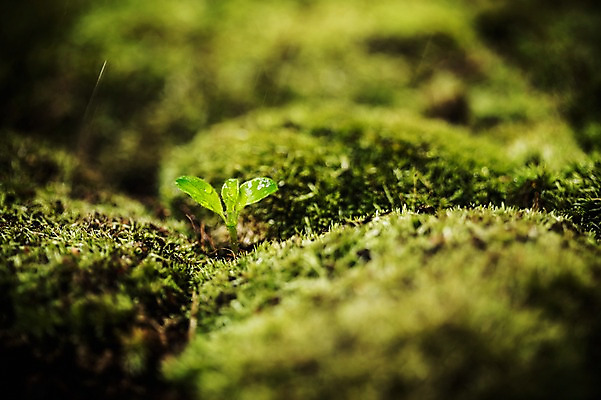 포토 JPG 이끼 사람없음 새싹 환경 희망 봄 비전 모종 국내포토 식물 계절 감정 파일형식