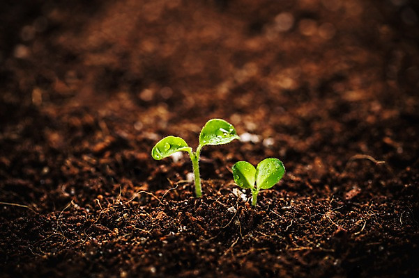 포토 JPG 근접촬영 사람없음 새싹 환경 희망 흙 봄 이슬 비전 모종 국내포토 식물 계절 감정 뷰포인트 파일형식