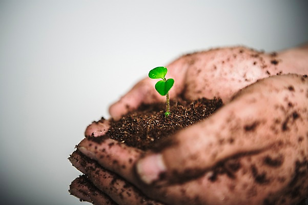 포토 JPG 손 들기 아웃포커스 신체부위 새싹 환경 희망 흙 봄 비전 모종 국내포토 식물 계절 감정 모션 촬영기법 사람 파일형식