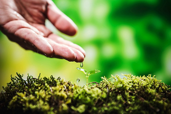 포토 JPG 손 이끼 아웃포커스 신체부위 물 새싹 환경 희망 봄 물주기 비전 모종 국내포토 자연요소 식물 계절 감정 모션 촬영기법 사람 파일형식