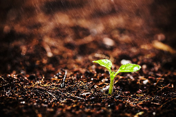 포토 JPG 사람없음 아웃포커스 새싹 환경 희망 흙 봄 비 빗방울 비전 모종 국내포토 자연요소 식물 계절 감정 날씨 촬영기법 비_날씨 파일형식