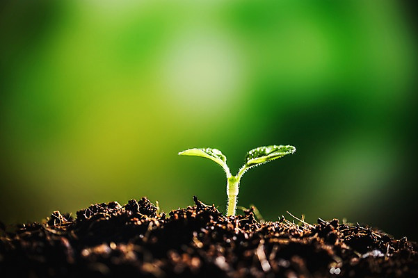 포토 JPG 근접촬영 사람없음 아웃포커스 새싹 환경 희망 흙 봄 비전 모종 국내포토 식물 계절 감정 뷰포인트 촬영기법 파일형식