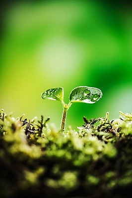 포토 JPG 이끼 근접촬영 사람없음 아웃포커스 새싹 환경 희망 봄 이슬 비전 모종 국내포토 식물 계절 감정 뷰포인트 촬영기법 파일형식