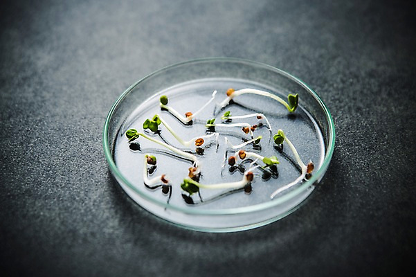 포토 JPG 사람없음 새싹 환경 희망 봄 비전 모종 샬레 국내포토 식물 계절 감정 실험기구 파일형식