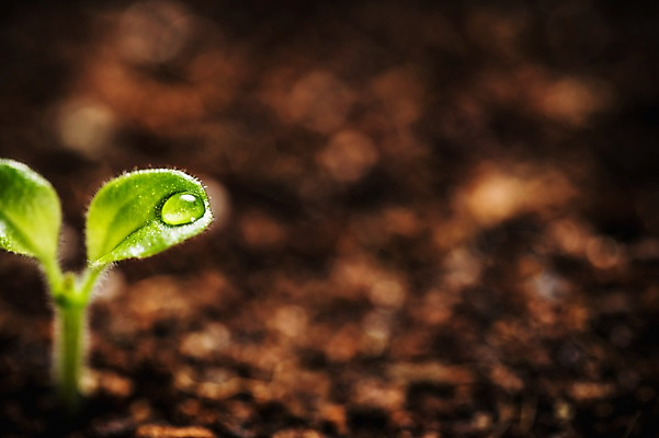 포토 JPG 근접촬영 사람없음 아웃포커스 새싹 환경 희망 흙 봄 이슬 비전 모종 국내포토 식물 계절 감정 뷰포인트 촬영기법 파일형식