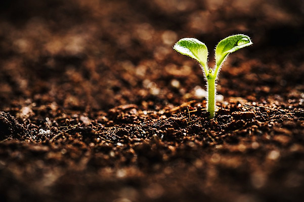 포토 JPG 근접촬영 사람없음 새싹 환경 희망 흙 봄 이슬 비전 모종 국내포토 식물 계절 감정 뷰포인트 파일형식