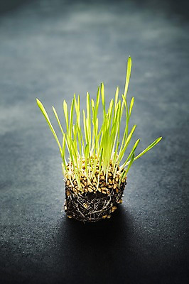 포토 JPG 사람없음 새싹 환경 희망 봄 비전 모종 국내포토 식물 계절 감정 파일형식