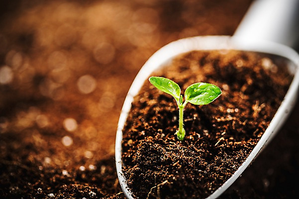 포토 JPG 근접촬영 사람없음 아웃포커스 새싹 환경 희망 흙 봄 모종삽 비전 모종 국내포토 식물 계절 감정 뷰포인트 촬영기법 삽 파일형식