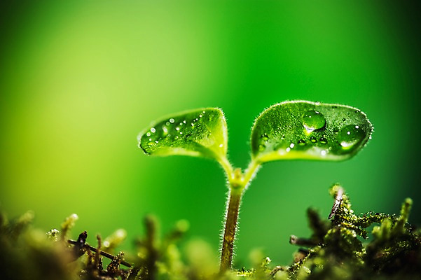 포토 JPG 이끼 근접촬영 사람없음 아웃포커스 새싹 환경 희망 봄 이슬 비전 모종 국내포토 식물 계절 감정 뷰포인트 촬영기법 파일형식