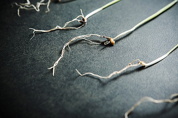 포토 JPG 근접촬영 사람없음 새싹 환경 희망 봄 뿌리 비전 모종 국내포토 식물 계절 감정 뷰포인트 파일형식