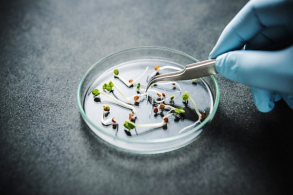 포토 JPG 손 신체부위 새싹 환경 희망 봄 비전 고무장갑 모종 샬레 쪽집게 국내포토 식물 계절 감정 장갑 집게 실험기구 사람 고무 파일형식