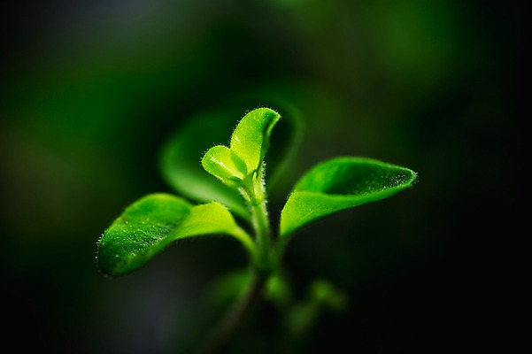 포토 JPG 근접촬영 사람없음 아웃포커스 새싹 환경 희망 봄 비전 모종 국내포토 식물 계절 감정 뷰포인트 촬영기법 파일형식