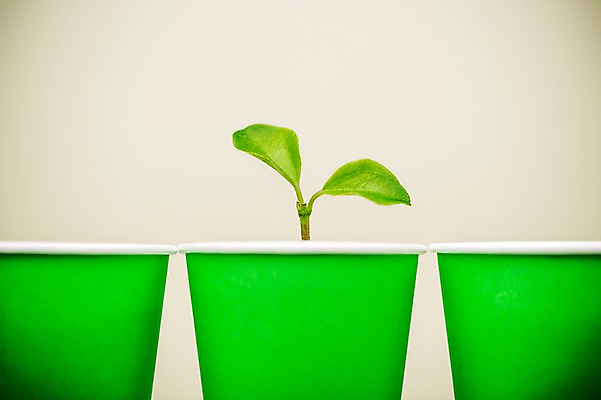 포토 JPG 사람없음 새싹 환경 희망 봄 종이컵 비전 모종 국내포토 식물 계절 감정 컵 일회용 파일형식