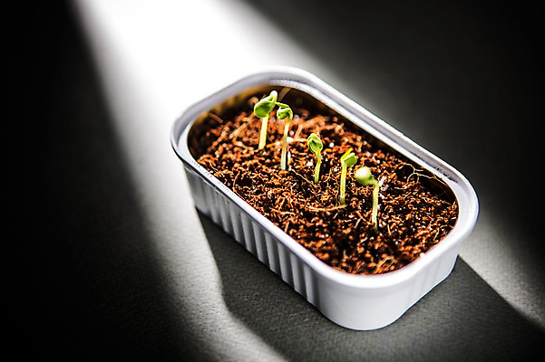 포토 JPG 사람없음 새싹 환경 희망 흙 봄 캔 비전 모종 국내포토 식물 계절 감정 파일형식