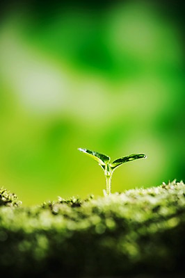 포토 JPG 이끼 근접촬영 사람없음 아웃포커스 새싹 환경 희망 봄 이슬 비전 모종 국내포토 식물 계절 감정 뷰포인트 촬영기법 파일형식