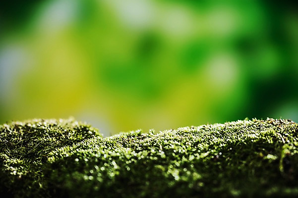 포토 JPG 이끼 사람없음 아웃포커스 환경 희망 봄 비전 국내포토 계절 감정 촬영기법 파일형식