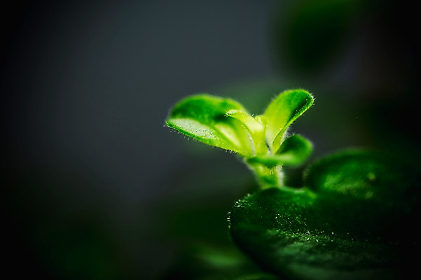 포토 JPG 근접촬영 사람없음 아웃포커스 새싹 환경 희망 봄 비전 모종 국내포토 식물 계절 감정 뷰포인트 촬영기법 파일형식