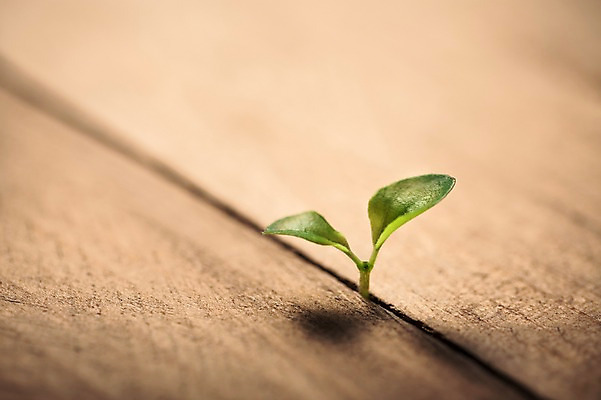 포토 JPG 근접촬영 사람없음 나뭇결 새싹 환경 희망 봄 틈 비전 나무판자 모종 국내포토 식물 계절 감정 뷰포인트 목재 파일형식