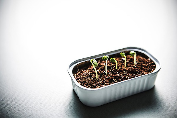 포토 JPG 사람없음 새싹 환경 희망 흙 봄 캔 비전 모종 국내포토 식물 계절 감정 파일형식