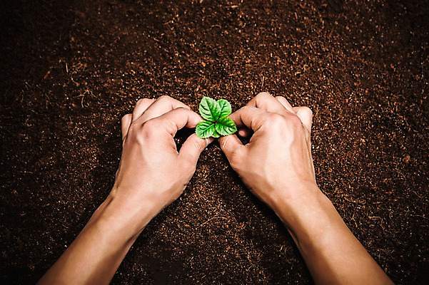 포토 JPG 손 신체부위 새싹 환경 희망 흙 봄 비전 모종 심기 국내포토 식물 계절 감정 모션 사람 파일형식