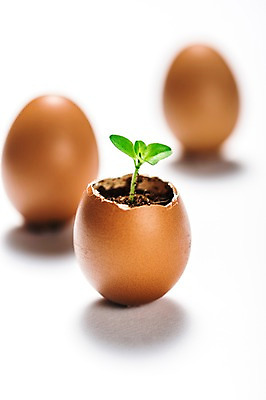 포토 JPG 사람없음 새싹 환경 희망 봄 계란껍데기 비전 모종 국내포토 식물 계절 감정 계란 파일형식