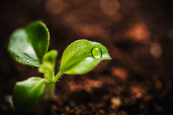 포토 JPG 근접촬영 사람없음 아웃포커스 새싹 환경 희망 흙 봄 이슬 비전 모종 국내포토 식물 계절 감정 뷰포인트 촬영기법 파일형식