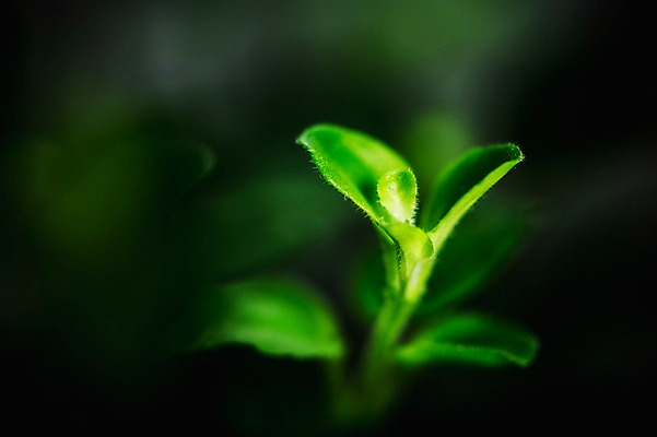 포토 JPG 근접촬영 사람없음 아웃포커스 새싹 환경 희망 봄 비전 모종 국내포토 식물 계절 감정 뷰포인트 촬영기법 파일형식