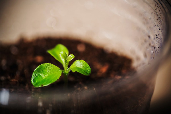 포토 JPG 근접촬영 사람없음 아웃포커스 새싹 환경 희망 흙 봄 비전 모종 테이크아웃컵 국내포토 식물 계절 감정 뷰포인트 촬영기법 컵 파일형식
