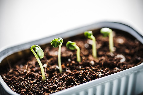 포토 JPG 사람없음 아웃포커스 새싹 환경 희망 흙 봄 캔 비전 모종 국내포토 식물 계절 감정 촬영기법 파일형식