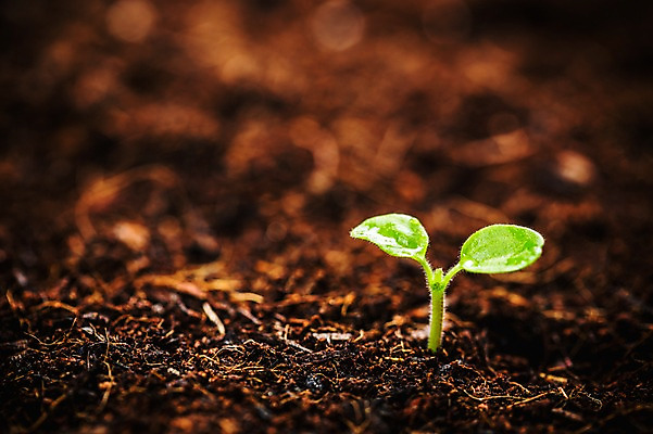 포토 JPG 사람없음 아웃포커스 새싹 환경 희망 흙 봄 비 빗방울 비전 모종 국내포토 자연요소 식물 계절 감정 날씨 촬영기법 비_날씨 파일형식