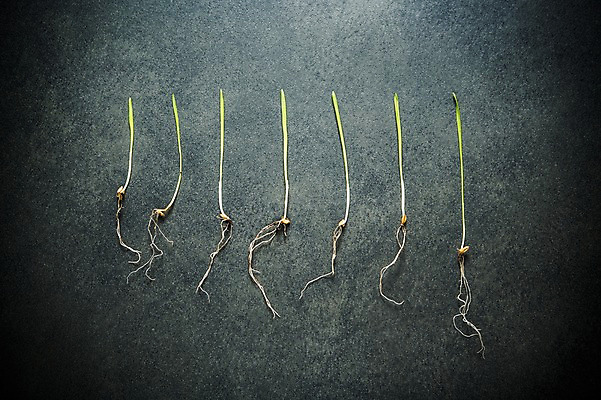 포토 JPG 사람없음 새싹 환경 희망 봄 뿌리 비전 모종 국내포토 식물 계절 감정 파일형식