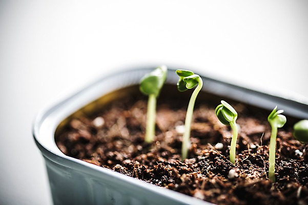 포토 JPG 사람없음 아웃포커스 새싹 환경 희망 흙 봄 캔 비전 모종 국내포토 식물 계절 감정 촬영기법 파일형식