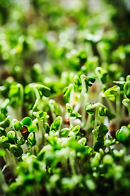 포토 JPG 사람없음 아웃포커스 새싹 환경 희망 봄 비전 모종 국내포토 식물 계절 감정 촬영기법 파일형식