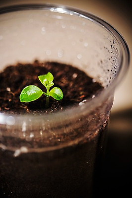 포토 JPG 사람없음 새싹 환경 희망 흙 봄 비전 모종 테이크아웃컵 국내포토 식물 계절 감정 컵 파일형식