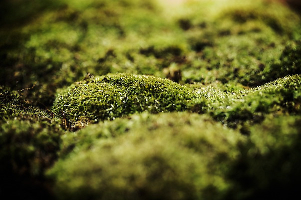 포토 JPG 이끼 사람없음 아웃포커스 환경 희망 봄 비전 국내포토 계절 감정 촬영기법 파일형식