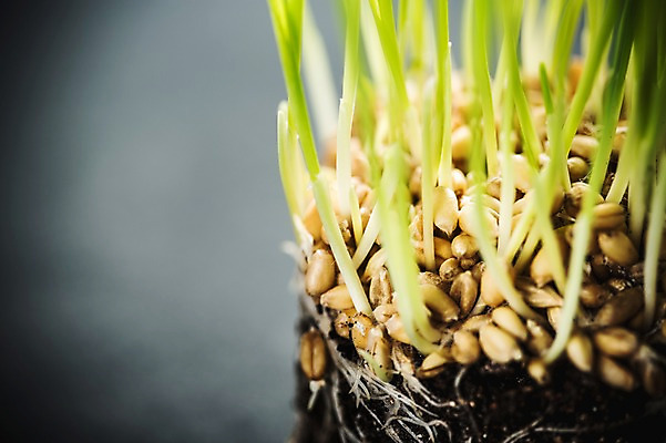 포토 JPG 근접촬영 사람없음 새싹 환경 희망 봄 뿌리 비전 모종 국내포토 식물 계절 감정 뷰포인트 파일형식