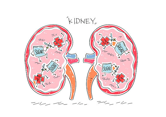일러스트 사람없음 신장 칼 장기 설탕 칼싸움 국내일러스트 AI파일 신체 비뇨기관 싸움 파일형식 벡터