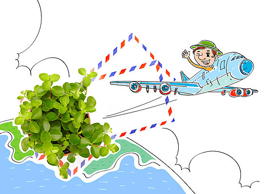 편집 편집이미지 남자 화분 여행 편지봉투 비행기 한명 성인 안식처 이미지편집 AI파일 1 항공교통 휴식 봉투 대중교통 사람 편지 파일형식 벡터