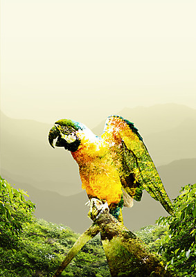 PSD 나무 동물 편집 편집이미지 한마리 실루엣 야생동물 자연 사람없음 앵무새 이미지편집 식물 1 조류 촬영기법 생태계 파일형식