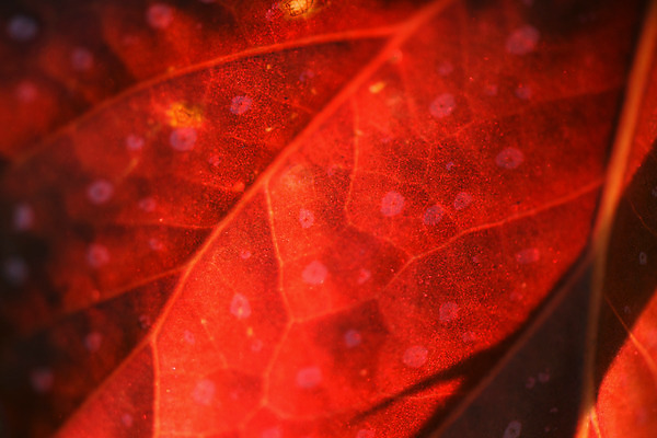 포토 JPG 식물 백그라운드 자연 나뭇잎 사람없음 빨간색 잎맥 국내포토 컬러 잎 생태계 파일형식