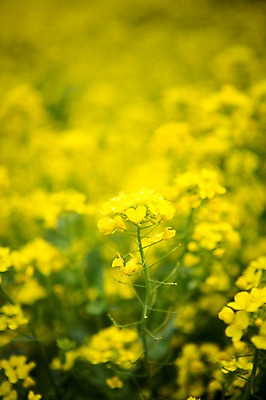 포토 JPG 주간 꽃 사람없음 야외 제주도 봄 유채 유채밭 국내포토 자연요소 식물 계절 밭 한국 파일형식