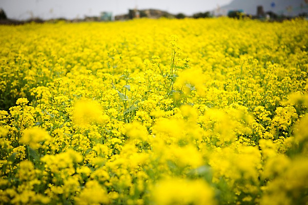 포토 JPG 주간 꽃 사람없음 야외 제주도 봄 유채 유채밭 국내포토 자연요소 식물 계절 밭 한국 파일형식