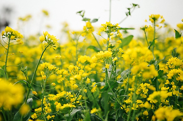 포토 JPG 주간 꽃 사람없음 야외 제주도 봄 유채 유채밭 국내포토 자연요소 식물 계절 밭 한국 파일형식