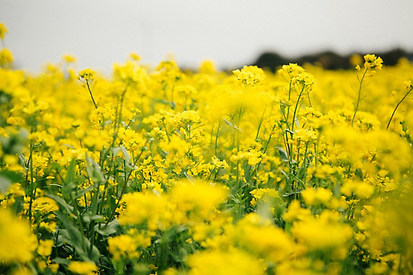 포토 JPG 주간 꽃 사람없음 야외 제주도 봄 유채 유채밭 국내포토 자연요소 식물 계절 밭 한국 파일형식