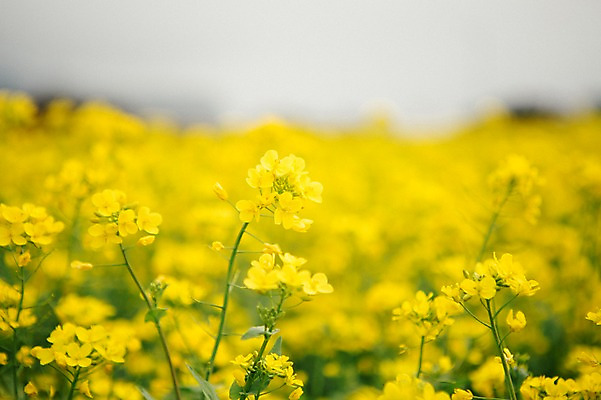 포토 JPG 주간 꽃 사람없음 야외 제주도 봄 유채 유채밭 국내포토 자연요소 식물 계절 밭 한국 파일형식