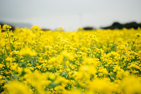 포토 JPG 주간 꽃 사람없음 야외 제주도 봄 유채 유채밭 국내포토 자연요소 식물 계절 밭 한국 파일형식