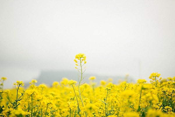 포토 JPG 주간 꽃 사람없음 야외 제주도 봄 유채 유채밭 국내포토 자연요소 식물 계절 밭 한국 파일형식