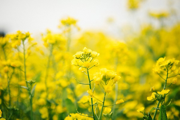 포토 JPG 주간 꽃 사람없음 야외 제주도 봄 유채 유채밭 국내포토 자연요소 식물 계절 밭 한국 파일형식