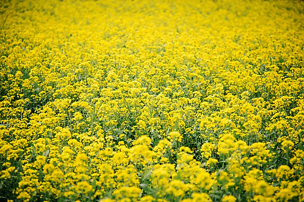 포토 JPG 주간 꽃 사람없음 야외 제주도 봄 유채 유채밭 국내포토 자연요소 식물 계절 밭 한국 파일형식