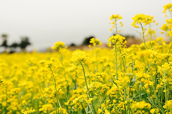 포토 JPG 주간 꽃 사람없음 야외 제주도 봄 유채 유채밭 국내포토 자연요소 식물 계절 밭 한국 파일형식